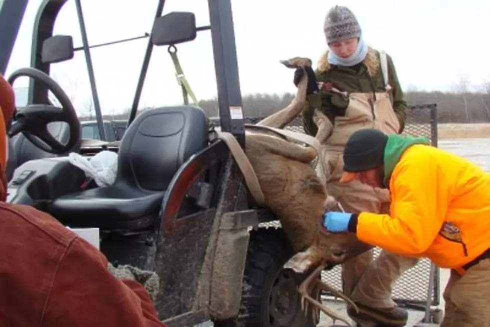 Likely Case of Chronic Wasting Disease Found in Houston County